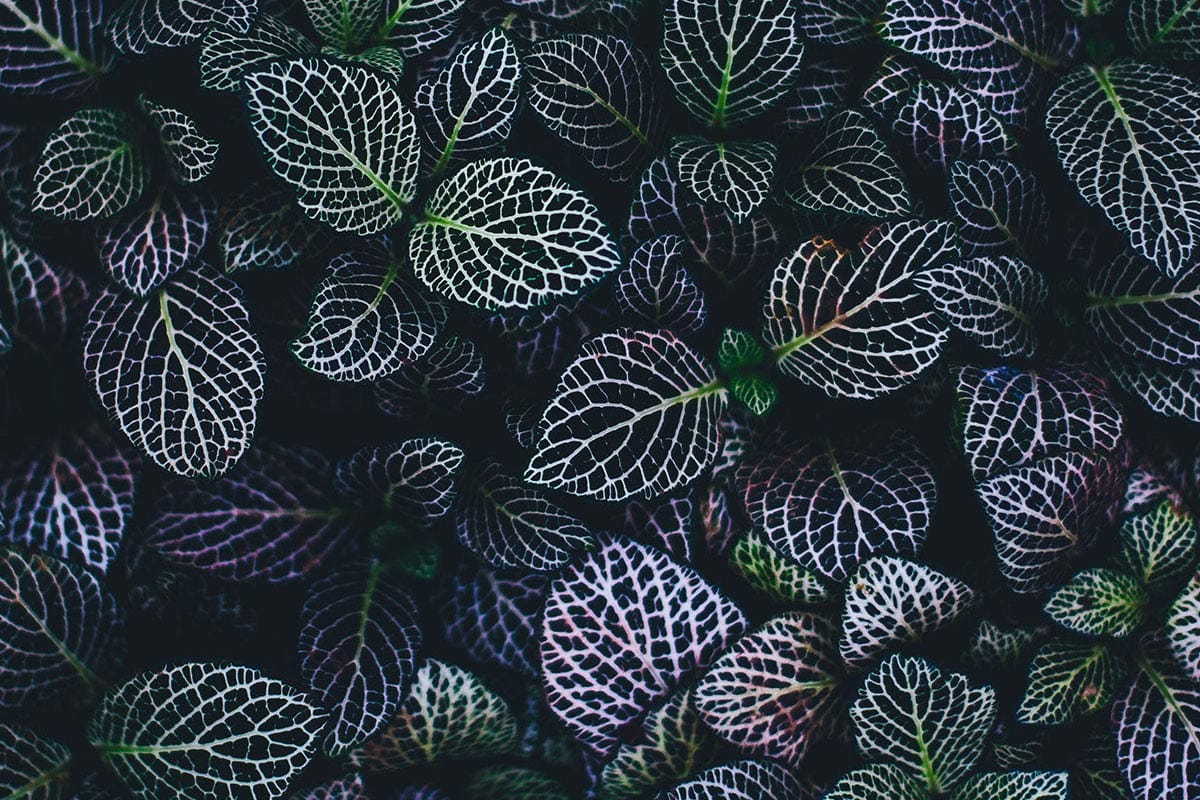 BAFA-Förderprogramme 2025 auf einen Blick